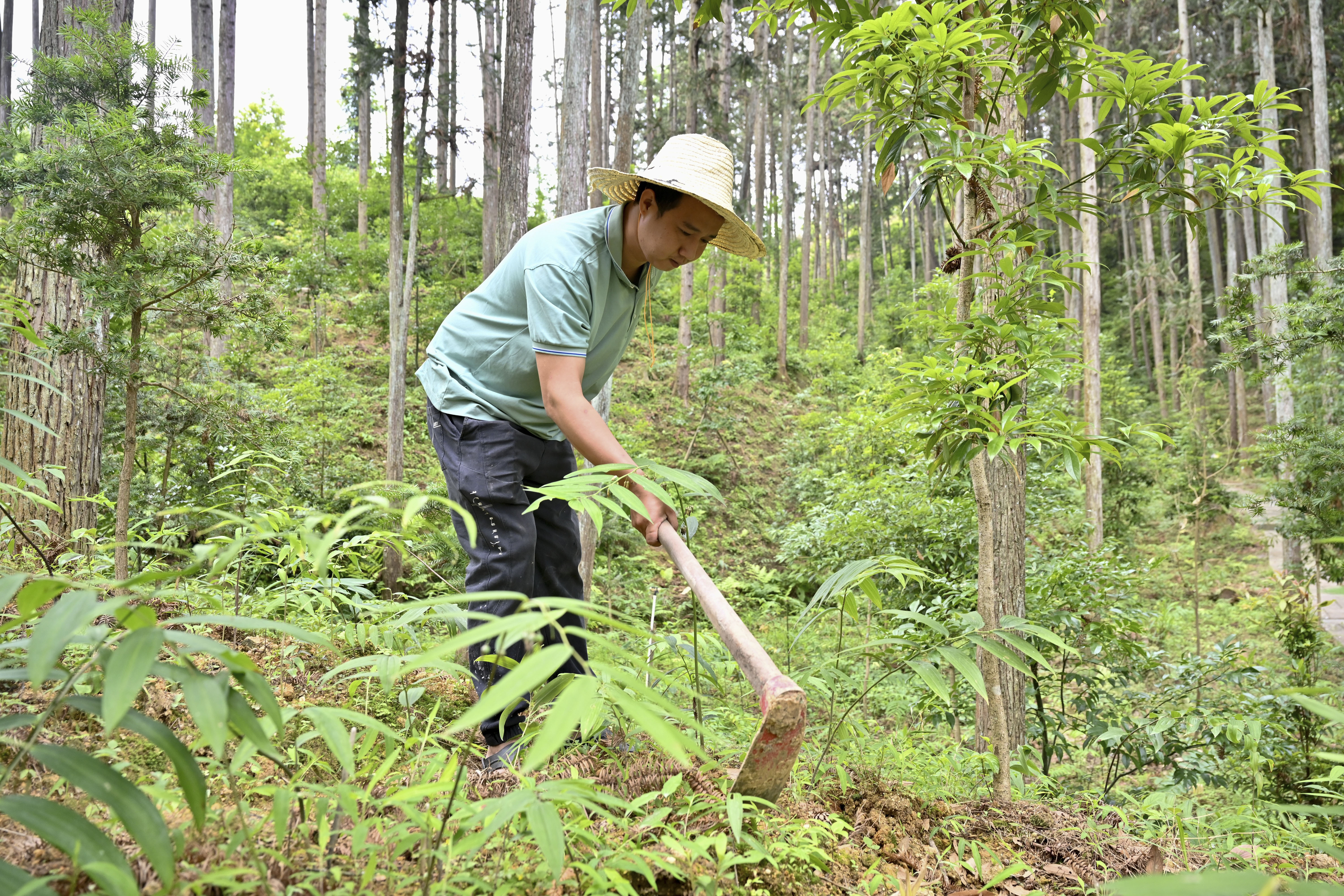 2024年5月9日，福建省三明市馬巖林下經(jīng)濟種植示范基地工人在管理林下種植的多花黃精。