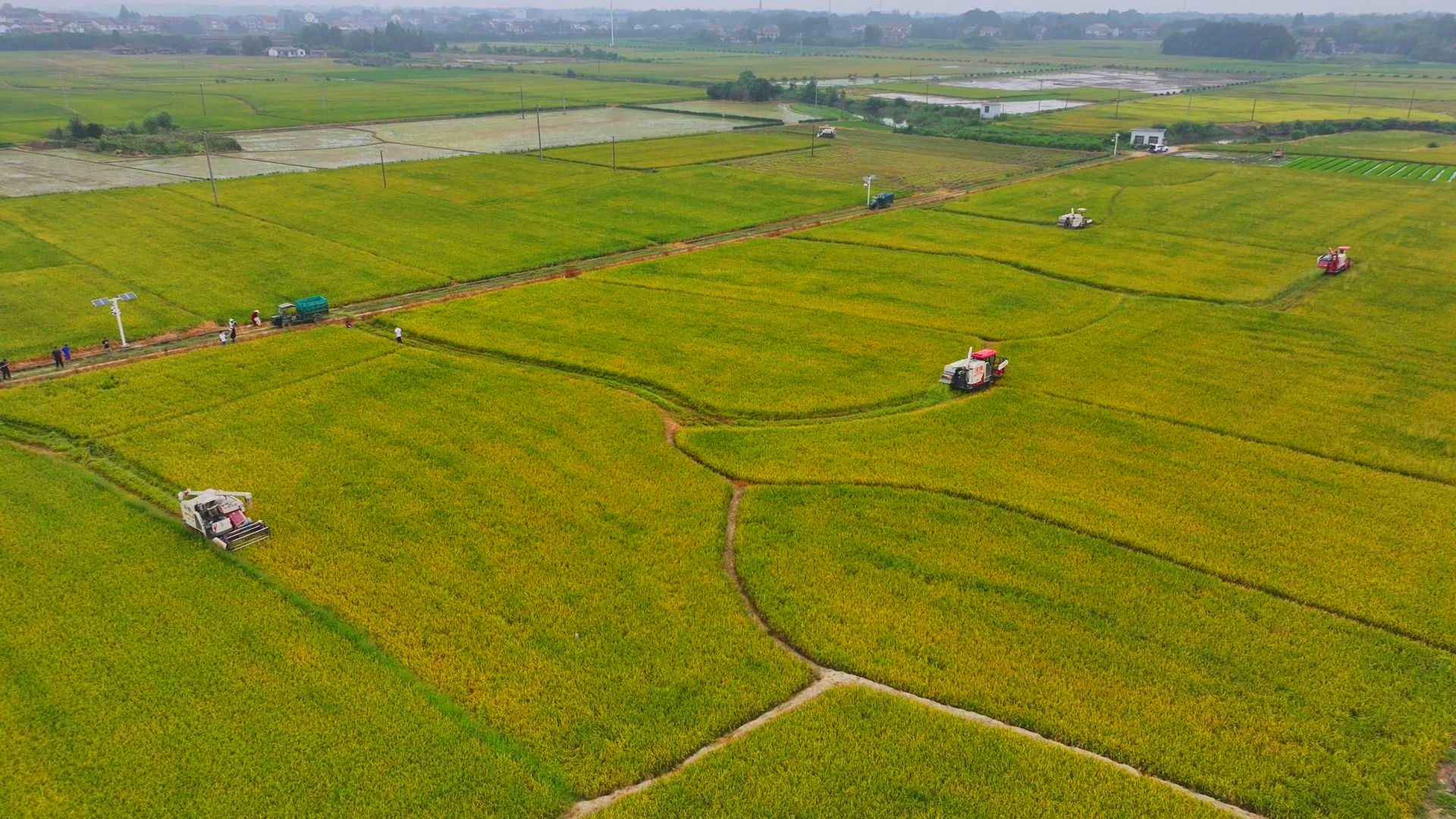 數(shù)臺收割機(jī)同時作業(yè)。常德市鼎城區(qū)融媒體中心供圖