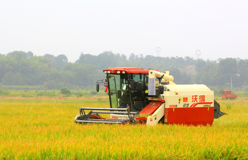 早稻收割忙，農(nóng)機(jī)來助力。常德市鼎城區(qū)融媒體中心供圖