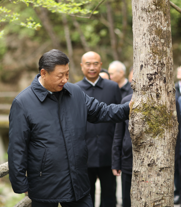 　2020年4月，習(xí)近平總書記來到位于商洛市柞水縣的秦嶺牛背梁國家級自然保護區(qū)，考察秦嶺生態(tài)保護情況。新華社記者 鞠鵬 攝