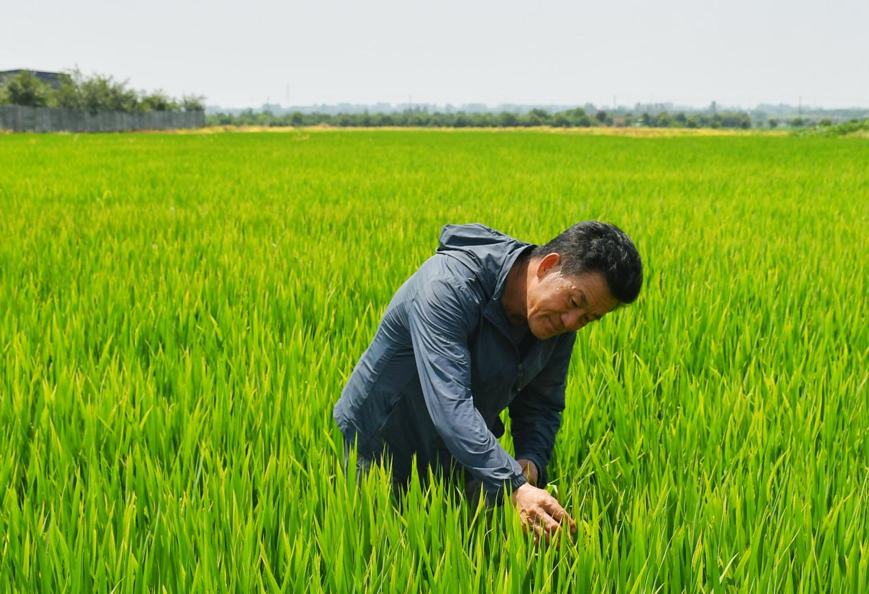 程夕兵在農(nóng)田里檢查水稻種植情況。人民網(wǎng)記者 周坤 攝