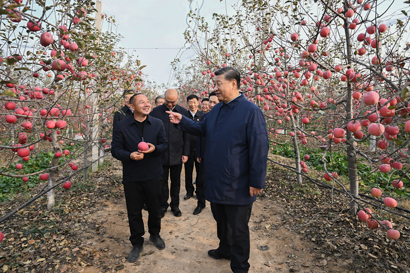 2022年10月26日，習近平總書記在陜西省延安市安塞區(qū)高橋鎮(zhèn)南溝村的蘋果園里同老鄉(xiāng)們親切交流。