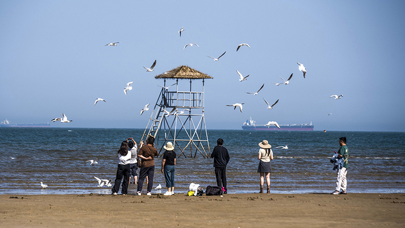 2024年5月12日，河北秦皇島，北戴河鴿子窩公園成群海鷗在天空中自由翱翔，與大海、藍(lán)天構(gòu)成了一幅美麗的畫卷。