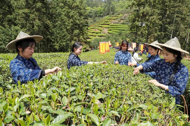 2025年4月13日，福建武夷山市星村鎮(zhèn)朝陽(yáng)村茶農(nóng)在生態(tài)茶園展示采茶。新華社發(fā)（邱汝泉 攝）
