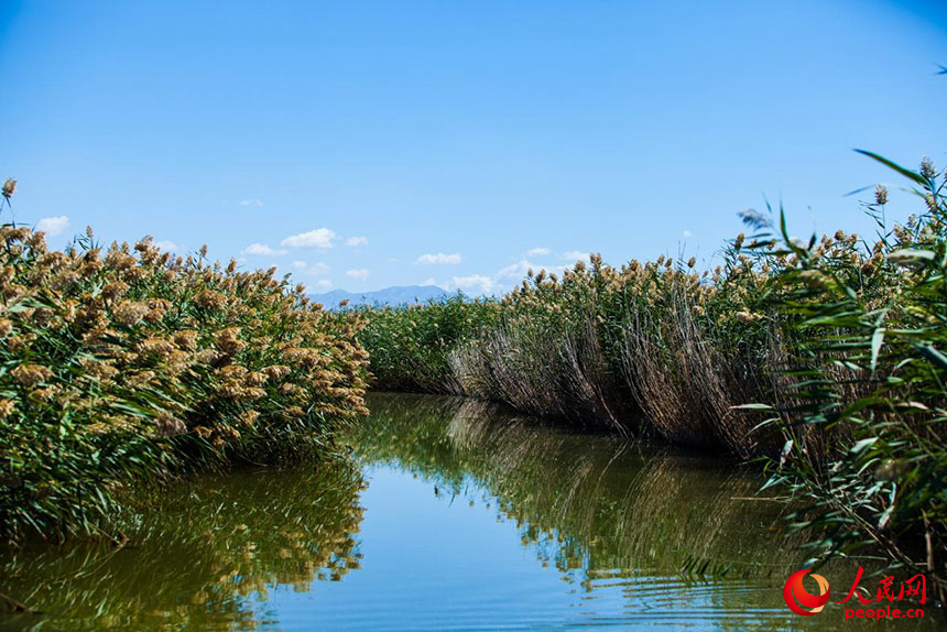 經(jīng)過(guò)治理的烏梁素海風(fēng)景秀美，蘆葦搖曳生姿。人民網(wǎng) 孟佳澍攝