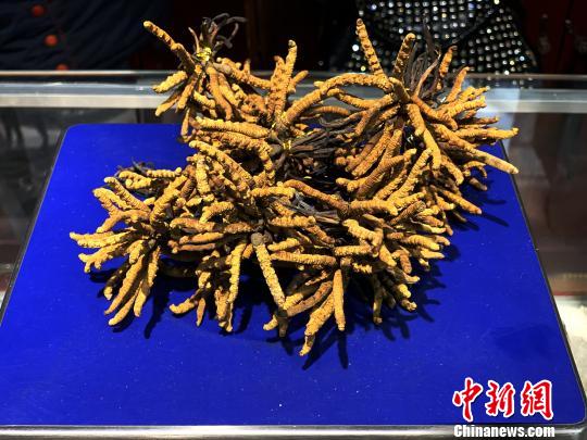 圖為冬蟲夏草?！O睿 攝