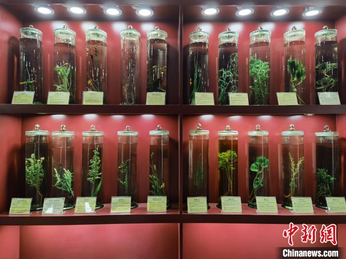圖為藏藥藥材標(biāo)本?！埡ｖ?攝.jpg