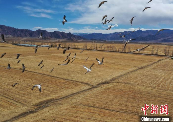 圖為黑頸鶴在拉薩市林周縣境內(nèi)飛翔?！∝暩聛硭?攝
