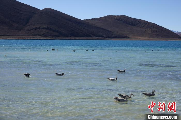 圖為過冬的候鳥在羊湖游弋?！∪轿木?攝