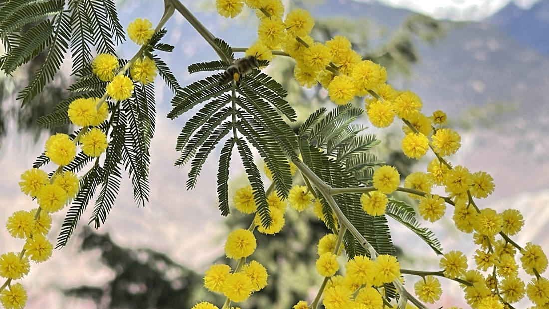 蜜蜂在金合歡花枝上休憩。