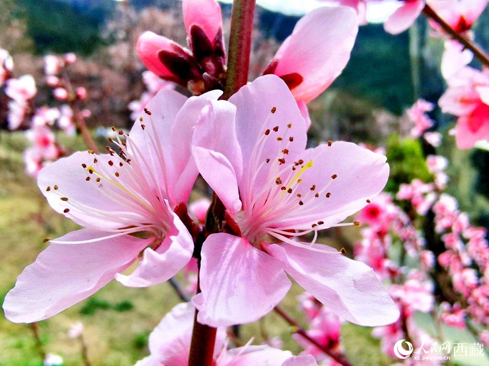 林芝桃花開。人民網(wǎng) 李海霞攝