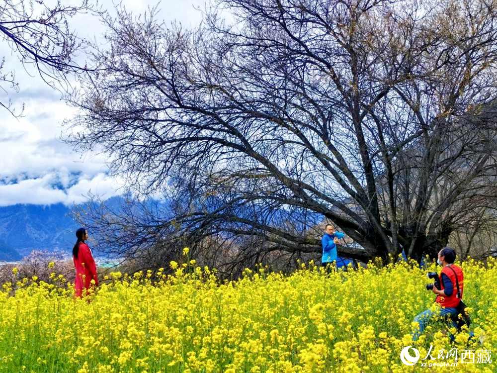 游客在桃花下拍照留念。人民網(wǎng) 李海霞攝