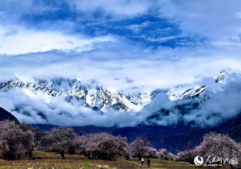 雪山下的桃花。人民網(wǎng) 李海霞攝