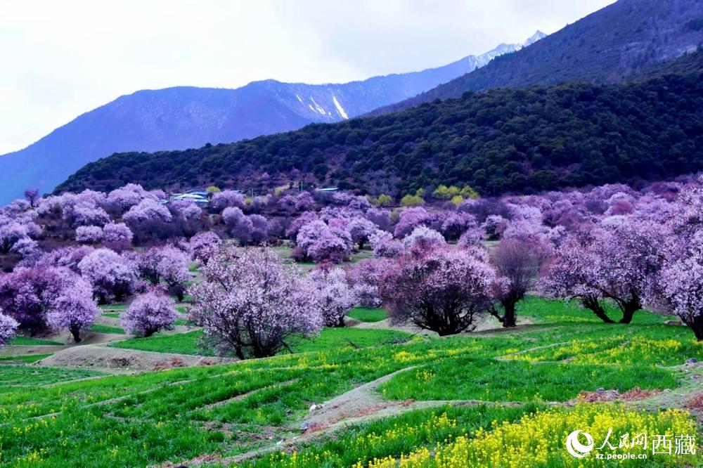 一樹樹野桃花開得正艷。人民網(wǎng) 李海霞攝