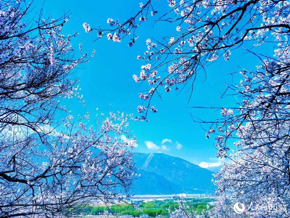 桃花在藍(lán)天白云的映襯下分外好看。人民網(wǎng) 李海霞攝