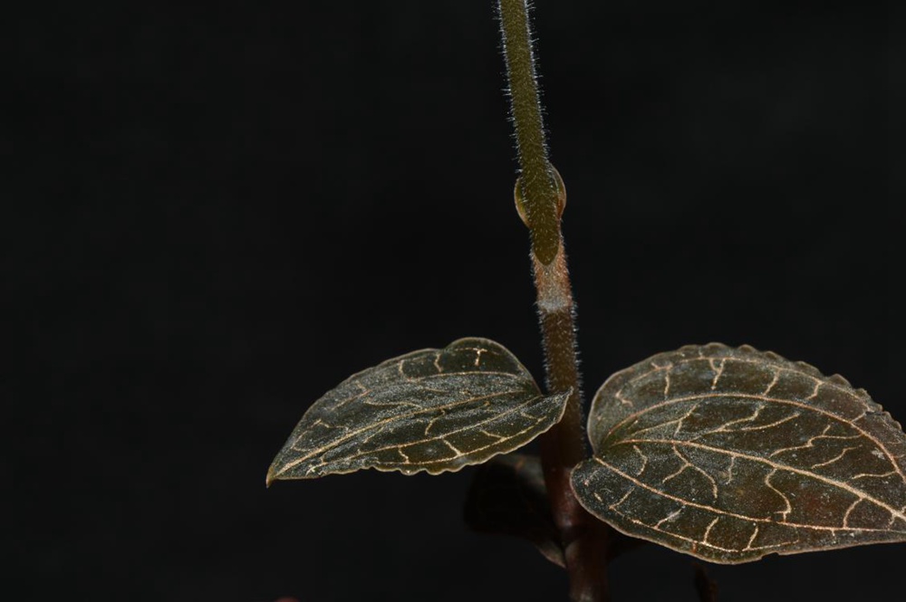 墨脫金線蘭。金效華攝