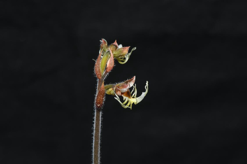 墨脫金線蘭。金效華攝