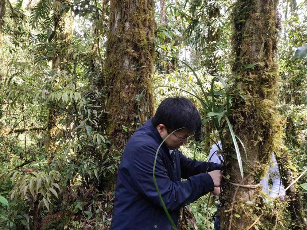 蘭花歸野。圖片由山水自然保護中心提供