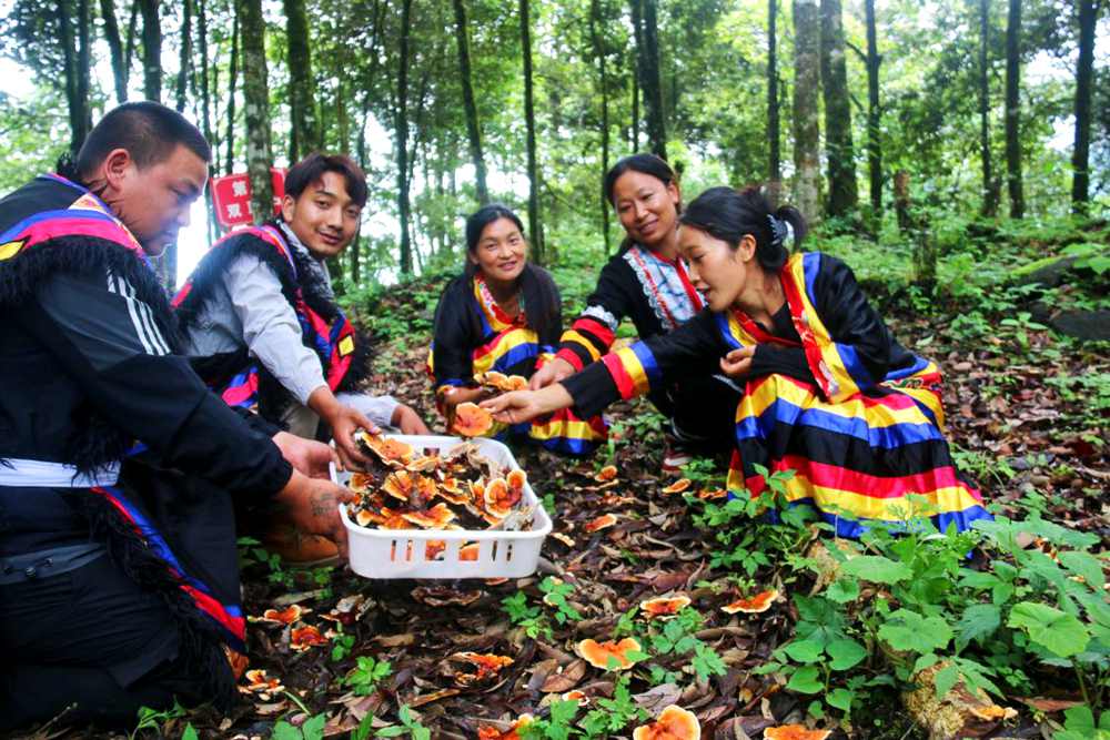 村民采摘林芝。次仁央宗攝