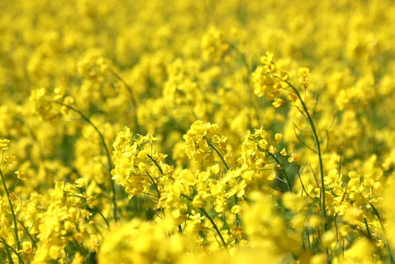 油菜花盛開(kāi)。洛克攝