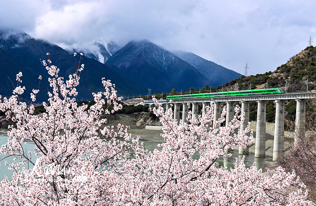 西藏林芝：雪域高原列車穿越花?！?】