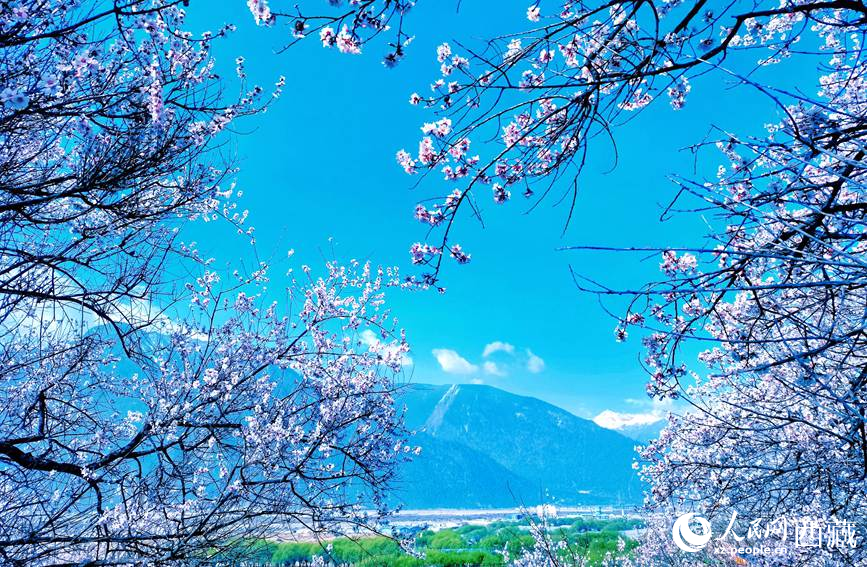 藍天與桃花相映成趣。 人民網(wǎng) 李海霞攝