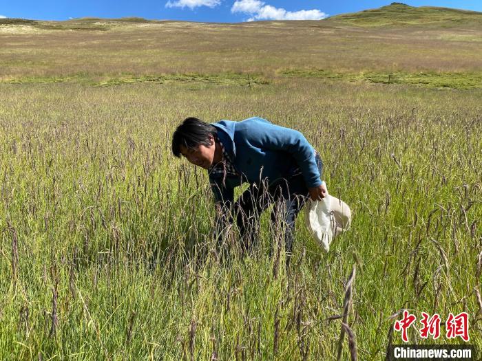 圖為多智正在自家牧場中撿垃圾。　李江寧 攝