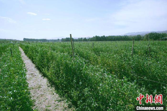天祝縣高原綠色(有機(jī))蔬菜基地種植的食用莢豆。　闕道華 攝