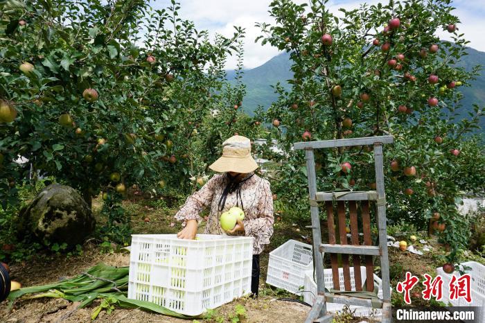 郭洪強(qiáng)的老伴正在給蘋果裝箱?！∽g 攝