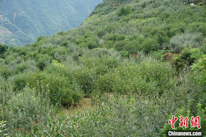 黃草坪村蘋果基地。　祝歡 攝