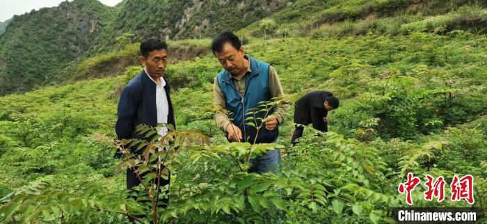 圖為張金利調(diào)研適合阿拉村種植的農(nóng)作物，經(jīng)過(guò)不斷改良技術(shù)后，產(chǎn)量大大提高。(資料圖)甘肅省水利廳供圖