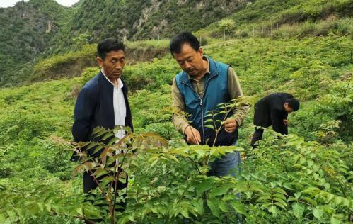 圖為張金利調(diào)研適合阿拉村種植的農(nóng)作物，經(jīng)過不斷改良技術(shù)后，產(chǎn)量大大提高。(資料圖)甘肅省水利廳供圖