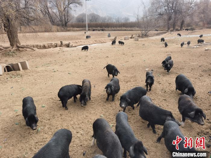 圖為藏香豬。　祁增蓓 攝
