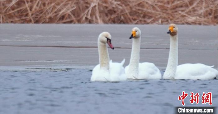 圖為疣鼻天鵝與大天鵝?！∏嗪?guó)家公園觀鳥協(xié)會(huì)供圖 攝