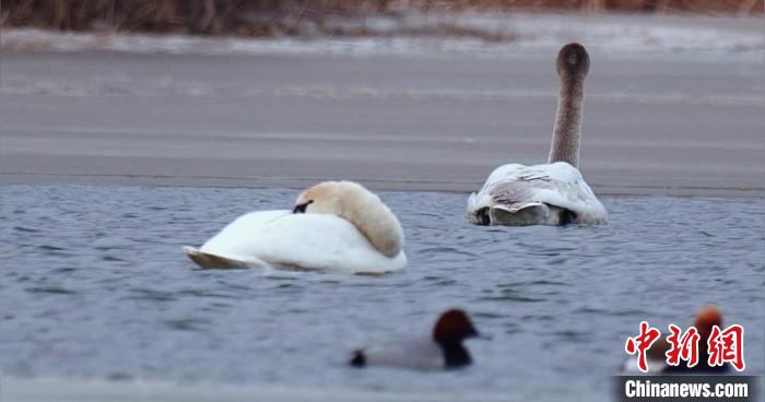 圖為疣鼻天鵝水面休憩。　青海國家公園觀鳥協(xié)會(huì)供圖 攝