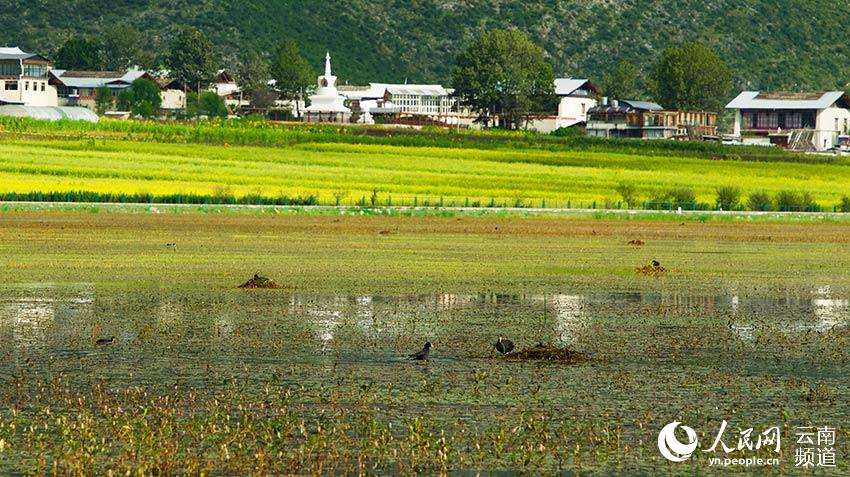 納帕海成為鳥類遷徙停留地。呂昊辰攝