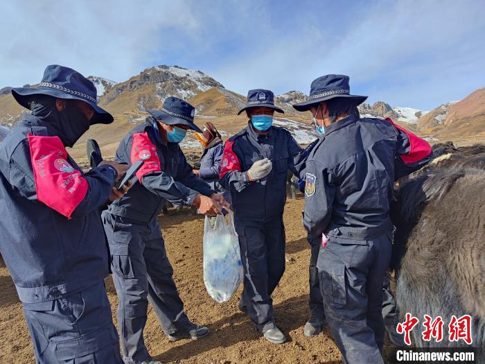 圖為義警隊(duì)員協(xié)助工作人員為牦牛接種疫苗。　青海果洛州瑪沁縣公安局下大武派出所供圖