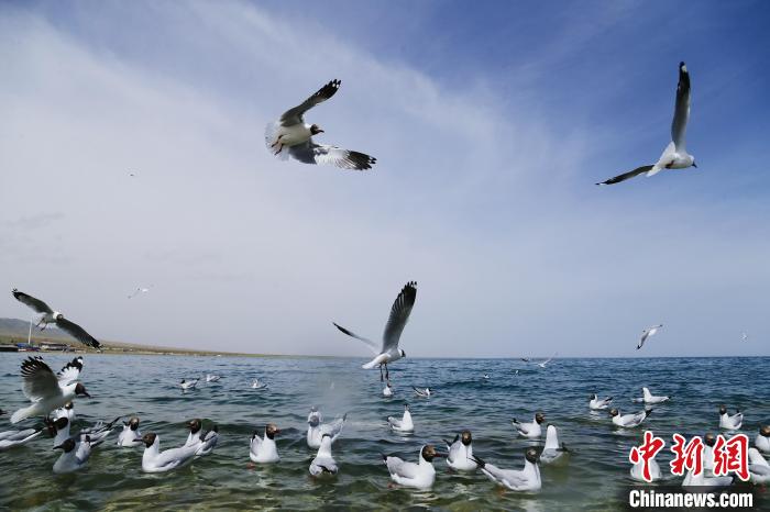 圖為水鳥(niǎo)在青海湖飛翔?！●R銘言 攝