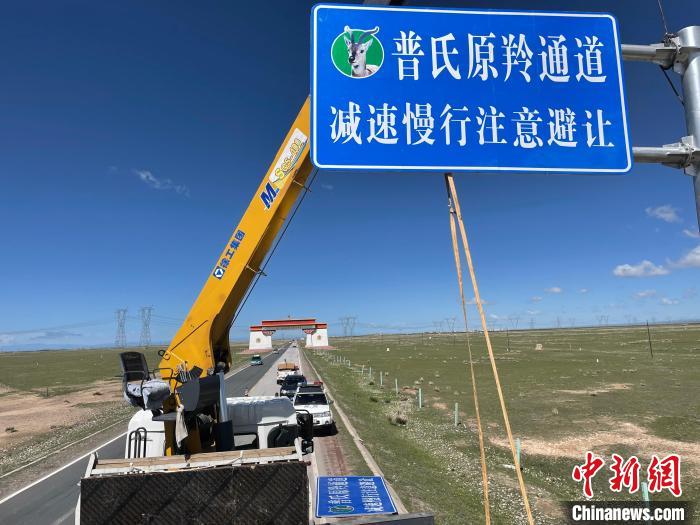圖為青海省海北州剛察縣設(shè)立的普氏原羚通道警示牌?！∏嗪Ｊ『１敝萑嗣駲z察院供圖