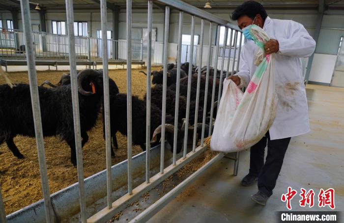 圖為飼養(yǎng)員給黑藏羊喂食?！●R銘言 攝