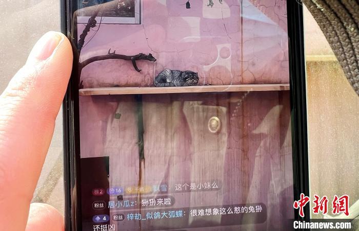 圖為雪豹“奶爸”史壽軍正在直播。　馬銘言 攝