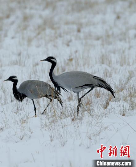 在若爾蓋濕地的蓑羽鶴?！∩袞|機 攝
