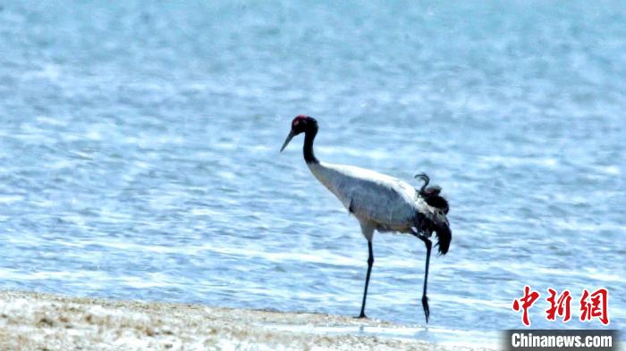 圖為黑頸鶴在青海湖畔散步?！《砣詹囟?攝