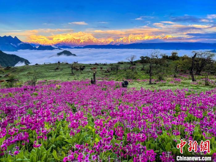 春天的牛背山花海。　游蓉萍 攝