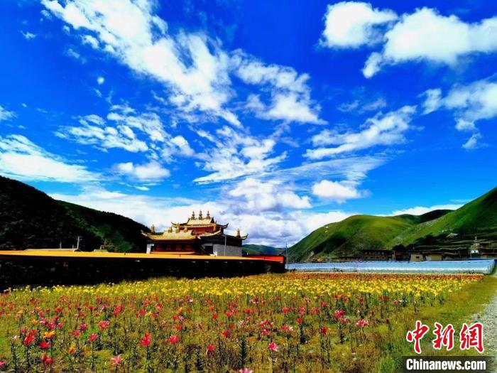 近百畝百合花競相開放，景色誘人?！∪捞量h委宣傳部供圖