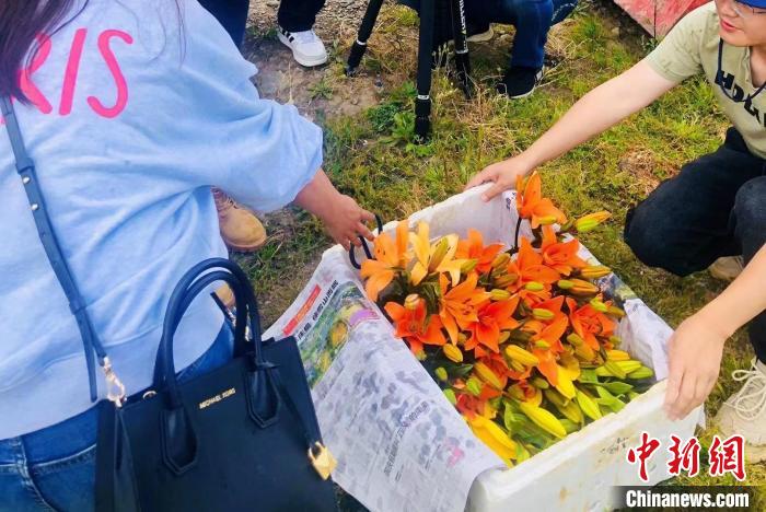 村民采摘百合花?！∪捞量h委宣傳部供圖