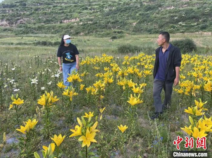 村民采摘百合花?！∪捞量h委宣傳部供圖