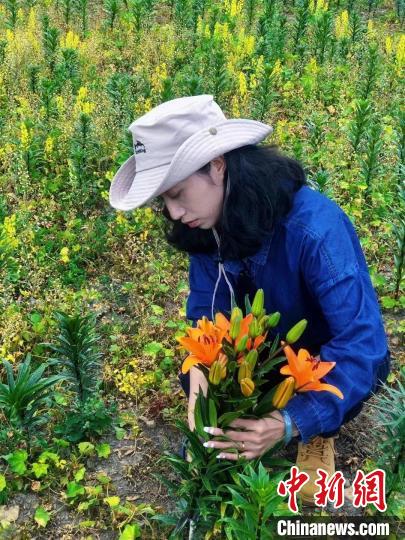 村民采摘百合花?！∪捞量h委宣傳部供圖