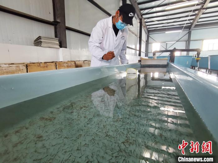 圖為工作人員檢查魚苗?！?zhí)砀?攝