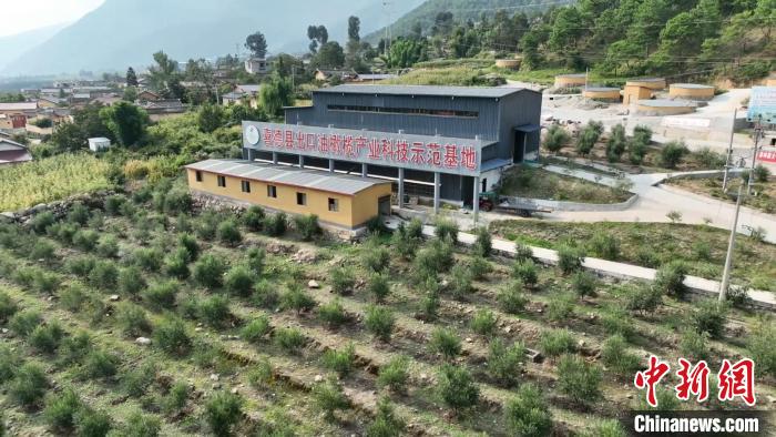 伍合村的油橄欖種植基地。　高嘉琪 攝